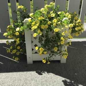 Meet your Posher, Denise